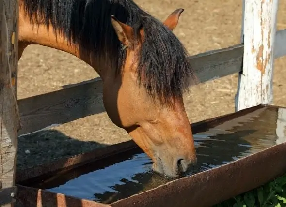 Desidratação De Cavalos - Perda De Água Em Cavalos