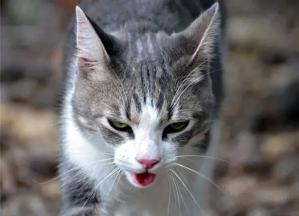 Causes Du Coup De Chaleur Chez Le Chat - Symptômes Du Coup De Chaleur Chez Le Chat