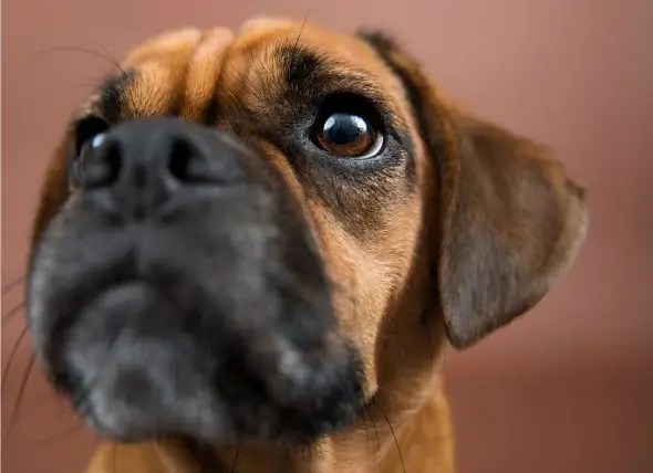 Disturbo Anormale Delle Palpebre Del Cane - Disturbo Anormale Delle Palpebre Nei Cani