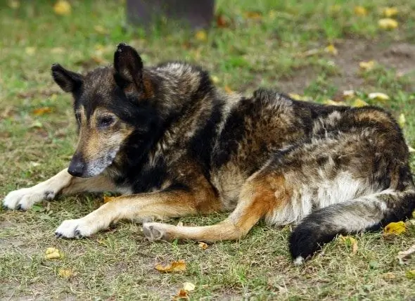 Osteoartrite, Artrite - Cães - Doença Articular Degenerativa