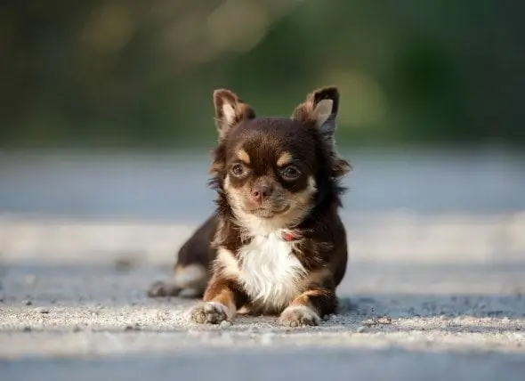 Anemia Karena Kekurangan Zat Besi Pada Anjing