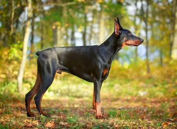 Espasmo De Las Patas Traseras En Perros