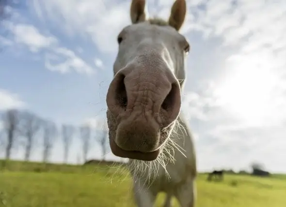 Nose Bleed In Horses