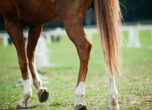 Artrite Equina Em Cavalos