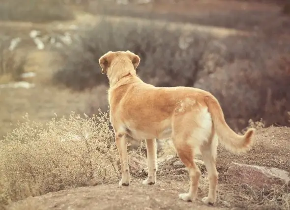 Penyakit Tulang Belakang Pada Anjing