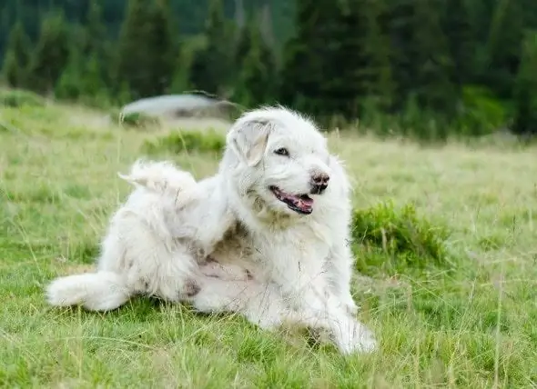 Jeuk, Verlangen Om Te Krabben, Kauwen Of Likken Veroorzaakt Een Ontstoken Huid Bij Honden