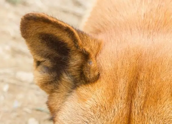 Inflamação Do Ouvido Médio E Canal Do Ouvido Externo Em Cães