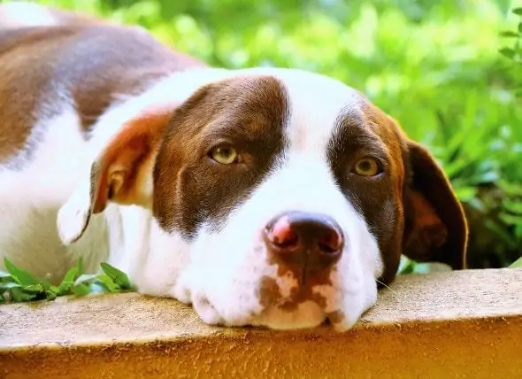 Pembesaran Limpa Anjing - Perawatan Limpa Pembesaran Untuk Anjing