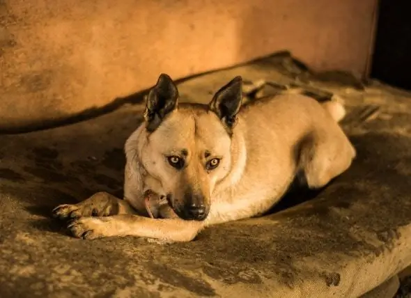 Gebrek Aan Blaascontrole Bij Honden