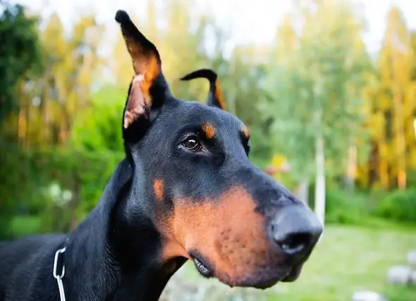 Hautkrankheit Durch Lecken Bei Hunden