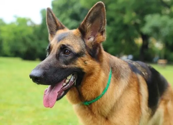 Envenenamento Por Drogas Parasitas (ivermectina) Em Cães