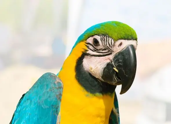 Ugonjwa Wa Kupoteza Macaw Katika Ndege