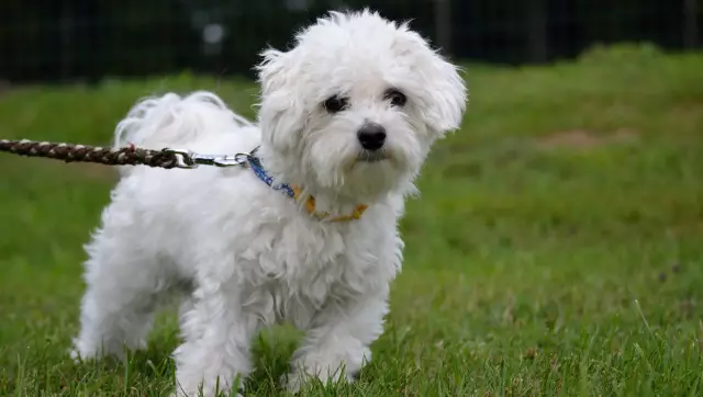 Het U Hond Regtig 'n Voedselallergie?