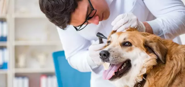 Hoe Een Dierenarts Intuïtie Gebruikt Om Een ziekte Te Diagnosticeren?