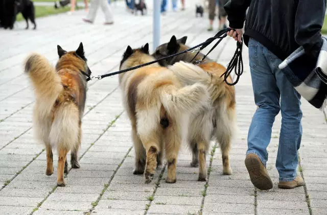 Chemioterapia Per Animali Domestici: Miti E Fatti