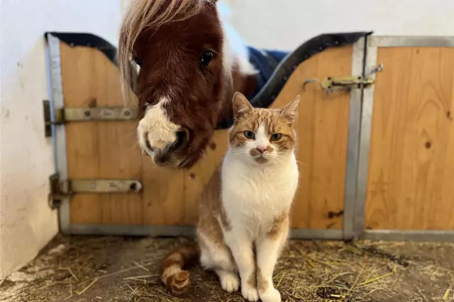 Stretnutie S Najmenším Koňom Na Svete - Obľúbená Veterinárna Spomienka