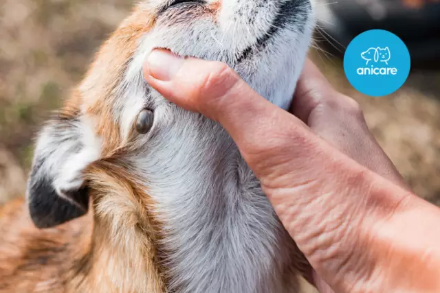 Behandlung Von Haustieren Mit Oralen Flüssigkeiten Im Vergleich Zur Behandlung Mit IV-Flüssigkeiten