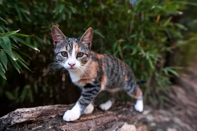 No Se Debe Matar A Los Gatos Por Orinar En La Cama