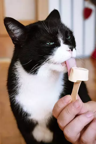 Nourrir Les Chats Atteints De Pancréatite