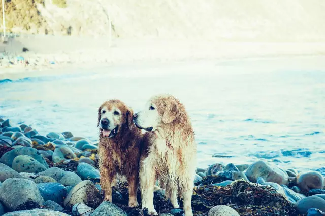 Durée De Vie Liée à La Taille Chez Les Chiens - Pourquoi Les Grands Chiens Meurent Jeunes