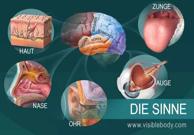 Top Vijf Holistische Tips Voor Het Voorkomen Van Kanker Bij Huisdieren