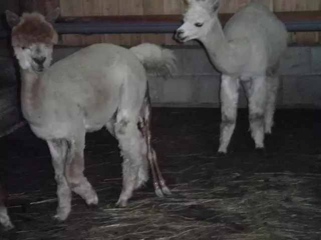 Nașterea La Fermă - Nașterea Pentru Ovine, Capre, Lama și Alpaca