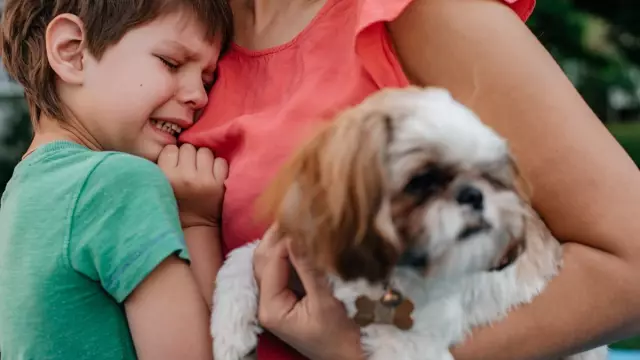 El Caso Para Alimentar A Su Mascota Con Comida Húmeda Para Mascotas