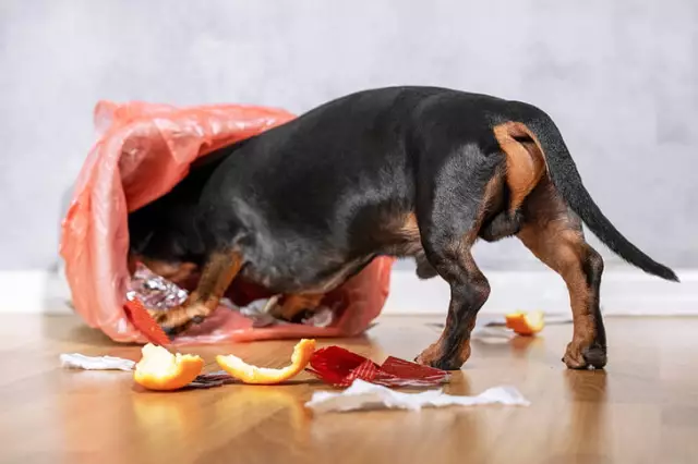 Gastroenteritis Hemorrhagic Pada Anjing - Cirit-birit Berdarah Pada Anjing