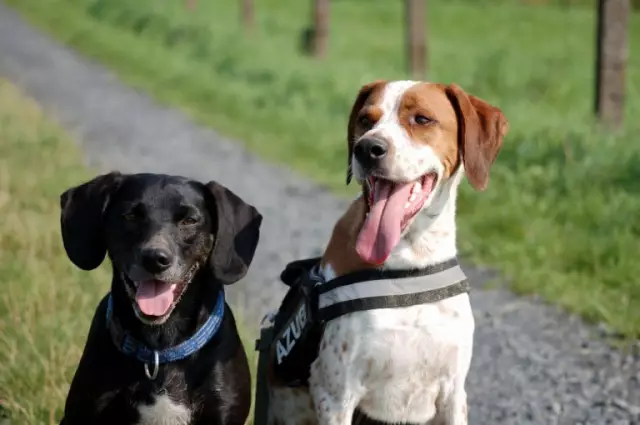 Émotion Contre Intellect Chez Le Chien Craintif - Apprendre Aux Chiens à être Intrépides