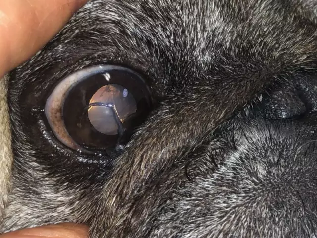 Tratamiento Del Ojo Seco En Perros: Atención Veterinaria En Un País Del Tercer Mundo