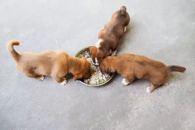 Cos'è Il Cibo Per Cuccioli Di Taglia Grande - Cibo Per Cuccioli Per Cani Di Taglia Grande?