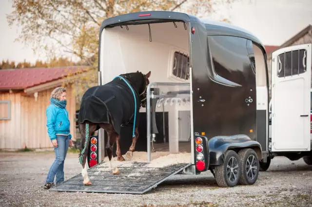 Vaccins Pour Chevaux – Les Vaccins De Base Et Basés Sur Les Risques Dont Votre Cheval A Besoin