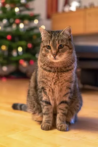 Kucing Boleh Belajar Tidur Di Malam Hari