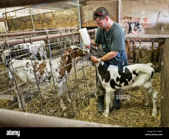 Gatets Orfes Que Alimenten Ampolles