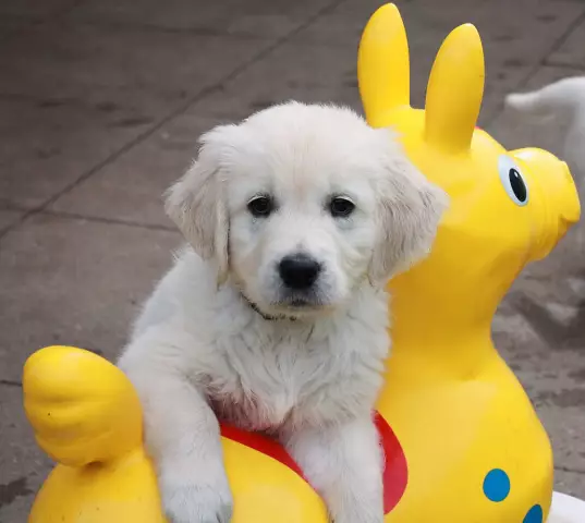 Köpek Yavruları Ve Köpekler Için Çevresel Zenginleştirme – Köpekler Için Yapboz Oyuncakları Ve Besleyiciler