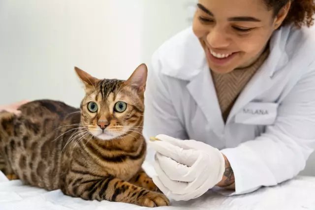 Gatti Anziani E Fabbisogno Proteico: Di Cosa Hanno Bisogno I Gatti Anziani Nella Loro Dieta