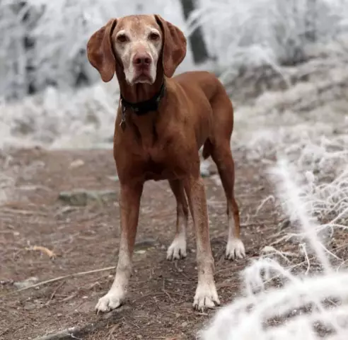 Was Tun, Wenn Ein Hund Kot Isst?