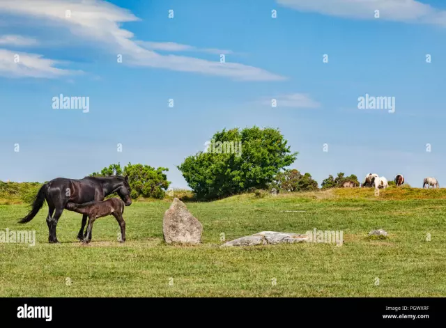 Los Ponis Salvajes De Chincoteague - Ponis De La Isla De Assateague - Veterinario Diario