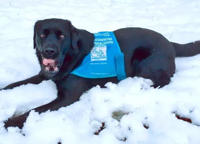 Voedende Honde Met Diabetes - Voeding Nuggets Dog