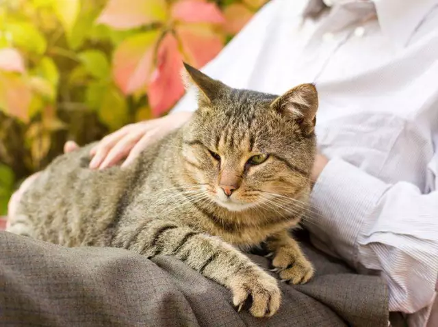 Brauchen Katzen Ballaststoffe In Ihrer Ernährung?