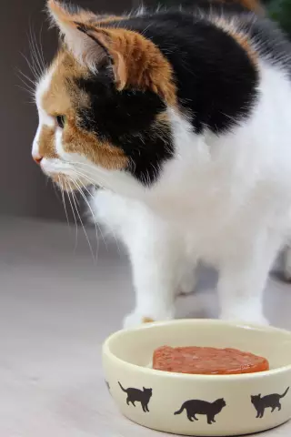 ¿El Gato Come Mejor Que Tú? - ¿La Comida Para Gatos Es Mejor Que La Tuya?