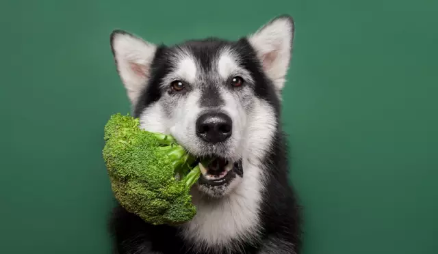 Kunnen Honden Vegetarisch Zijn?