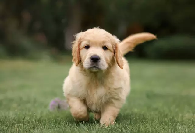 Nuwe Studie Het Ten Doel Om Die Gesondheid Van Golden Retriever Te Verbeter Oor Golden Retrievers