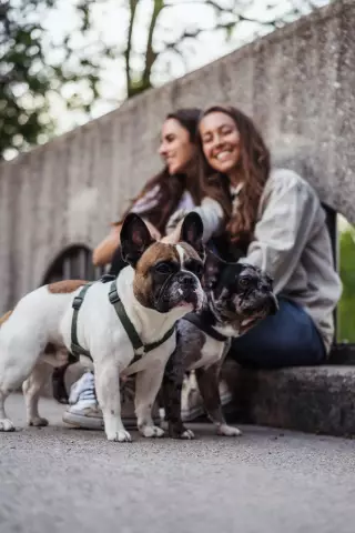 Anjing Muntah? Apa Yang Harus Dilakukan Saat Anjing Anda Muntah Atau Diare?