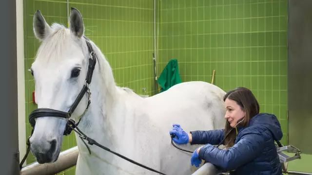 Astma Hos Katter Och Hästar