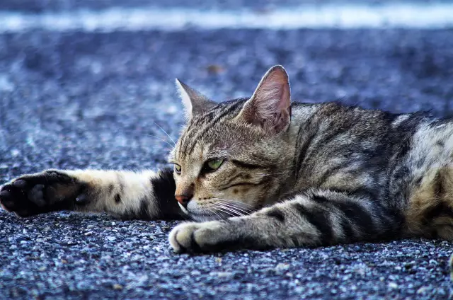 De Geblokkeerde Kat