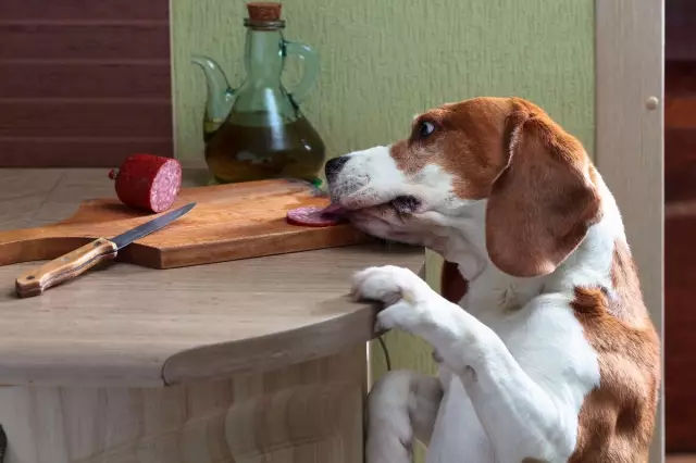 I 5 Principali Motivi Per Cui I Nostri Cani Dovrebbero Mangiare Meglio Di Noi