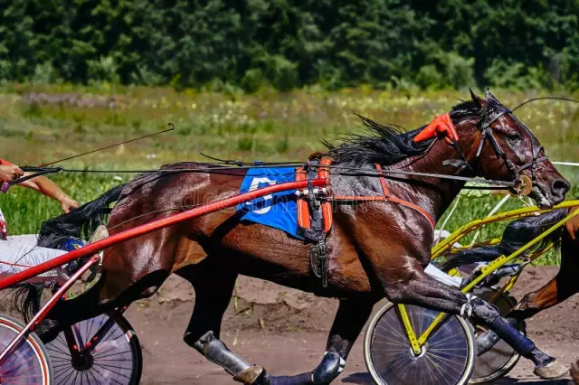 Adakah Perubatan Veterinar Cukup Melindungi Kuda Di Laluan?