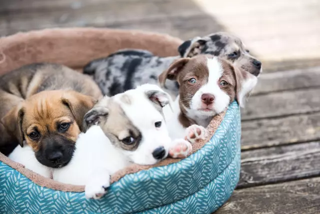 Når Skal Du Ta Den Nye Valpen Din Til Veterinæren?