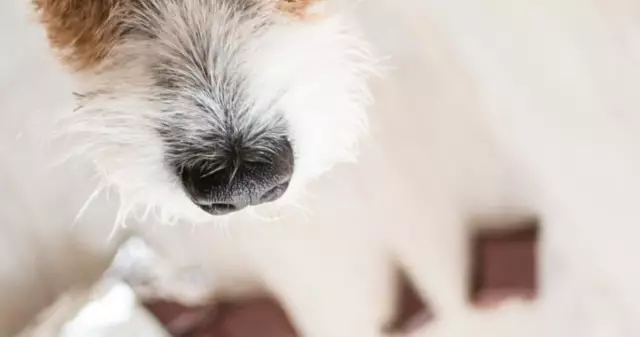 Il Mio Cane Ha Mangiato Cioccolato Cosa Devo Fare?